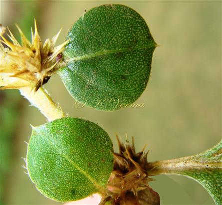  Leaves (Adaxial View)